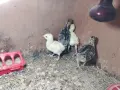 Двуседмични пуйчета, снимка 1