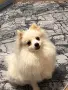 При интерес и за повече снимки/клипове, моля пишете ми на лично съобщение или се обадете на телефо, снимка 2