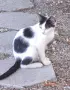 Подарявам котенца!, снимка 5