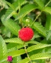 Ягодомалина (Rubus illecebrosus), снимка 3