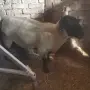 Продавам мъжки Суфолк , снимка 4