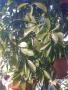 Растение,Шефлера,дърво,зелено,богато за декорация, снимка 9