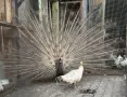 Продавам мъжки и женски пауни, снимка 9