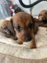 🐾 Породисти дакелчета – 3 женски и 1 мъжко 🐾, снимка 1