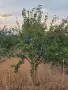 Сливи за ракия, компот и сушене, снимка 6