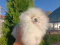 Померан/Померани, снимка 10