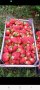 Расад ягоди и малини за повече 089 786 5167 , снимка 1 - Градински цветя и растения - 44246850