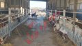 Хранителни решетки със заключващ механизъм за овце и кози, снимка 2