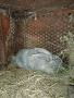Продавам зайци, снимка 7