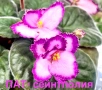 Saintpaulia Сейнтполия Сентполия African Violet Aфриканска теменужка стайна теменужка Фiалка цветя, снимка 1
