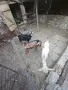 Продавам млечни коза и овца , и ярета за клане, снимка 3