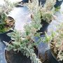 Хвойна Блу Чип, Juniperus hor. Blue Chip , снимка 7