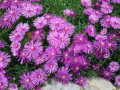 Делосперма-лилава, снимка 1 - Градински цветя и растения - 44554290