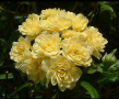 Жълта роза на Лейди Банкс