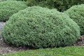 Хебе - зелено (Hebe pungifolia) Цена 7лв, снимка 1