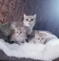 МАМА,ТАТИ И БЕБЕТА.ЗЛАТНИ ЧИНЧИЛИ, снимка 3