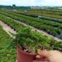 Juniperus Green Carpet, Хвойна Зелен Килим!!!, снимка 7