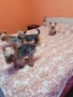  Мини Йорки йоркширски териер 4 кученца, снимка 6