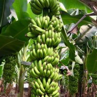 Банан Grand Nain Alata Azman Chikita Производствени Ядливи сортове, снимка 1 - Градински цветя и растения - 40714494