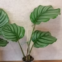 Калатея орбифолиа(Calathea Orbifolia) , снимка 2 - Стайни растения - 40271604