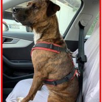 Предпазен колан за кучета за кола Dogsto, снимка 5 - За кучета - 42494138