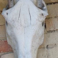 Стар череп от животно, кон,  за декорация - 3, снимка 1 - Други - 42322180