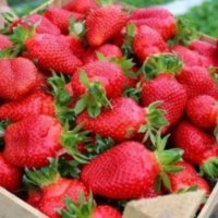 продавам разсад ягоди, снимка 11 - Сортови семена и луковици - 34210388