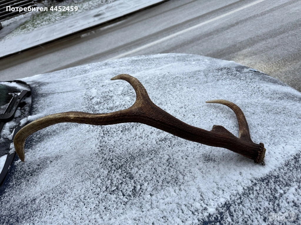 Еленси рог, снимка 1