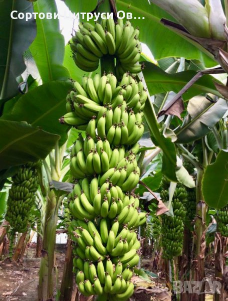 Банан Grand Nain Alata Azman Chikita Производствени Ядливи сортове, снимка 1