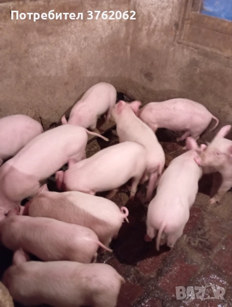 Малки прасета, снимка 1