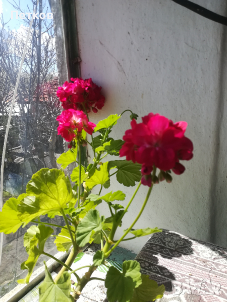 Цъфтящи цветя в Стайни растения в гр. Стара Загора - ID36329071 — Bazar.bg