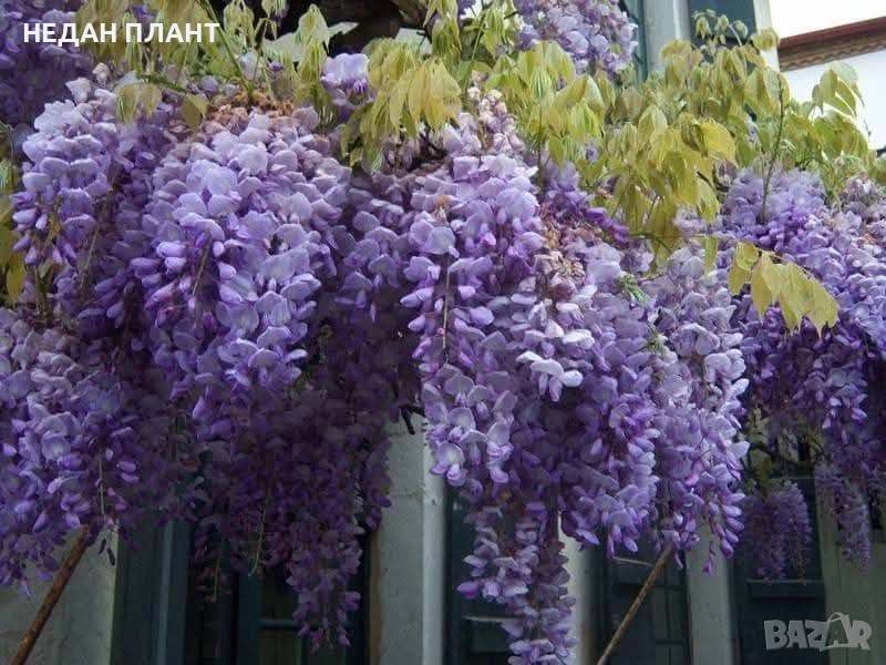 Вистерия (глициния), снимка 1