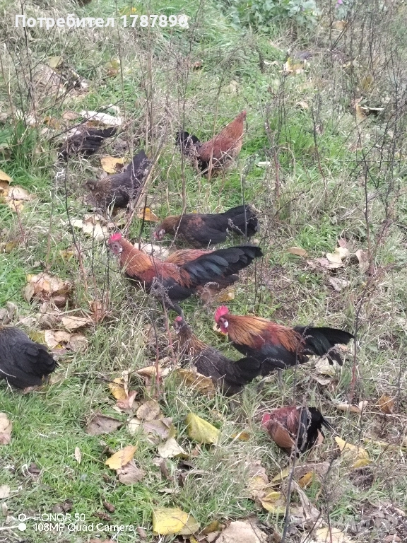 Продавам декоративни кокошки , снимка 1