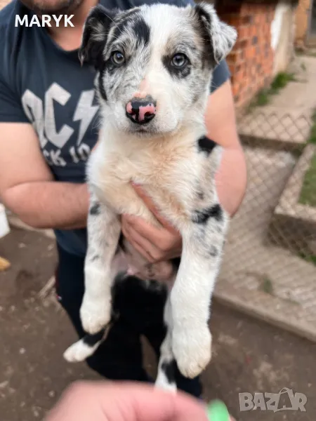 Бордър Коли , снимка 1