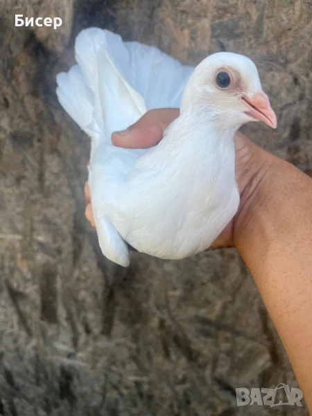 Търговишки гълъби, снимка 1