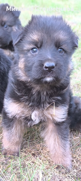 Чистокръвни немски овчарки с дълъг косъм , снимка 1
