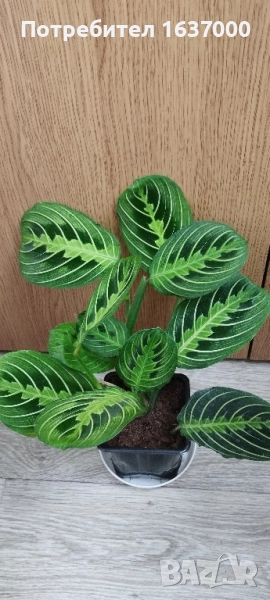 Маранта Lemon lime , снимка 1