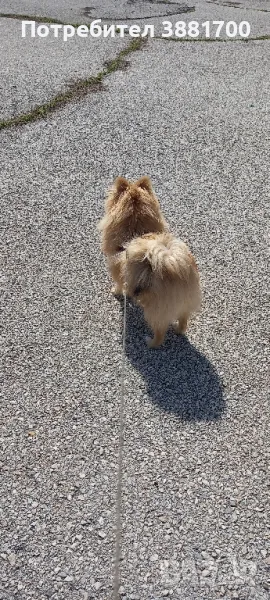 померанче мъжко на 6 месеца, снимка 1