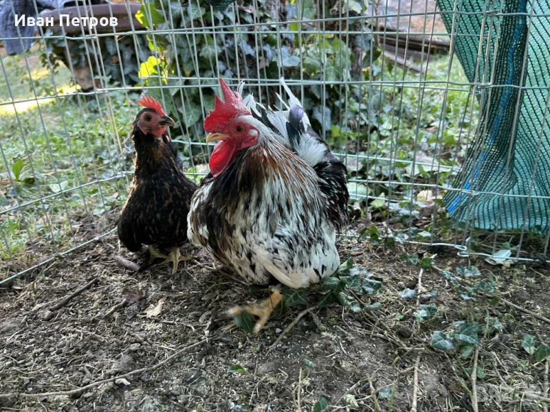 Продавам двойка шабо, снимка 1