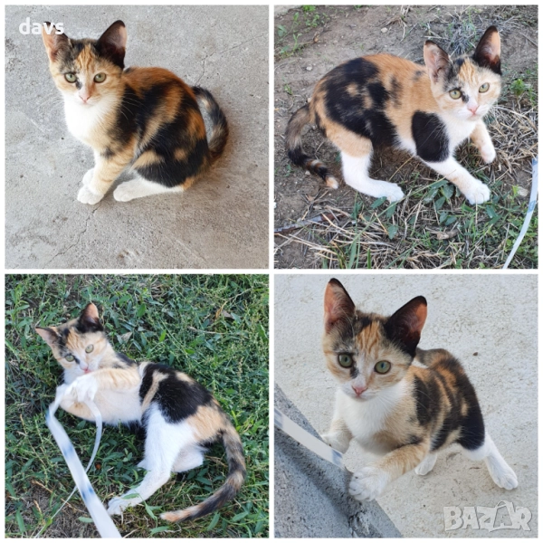 Малки котета – различни шарки, снимка 1