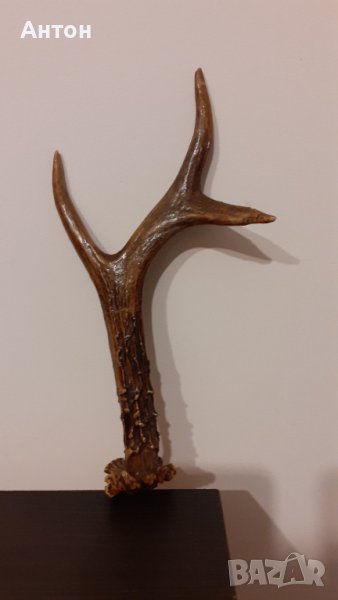 Красив Рог от сръндак., снимка 1