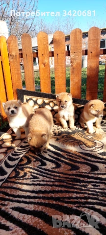 Шиба Ину , снимка 3 - Шиба ину - 53398801