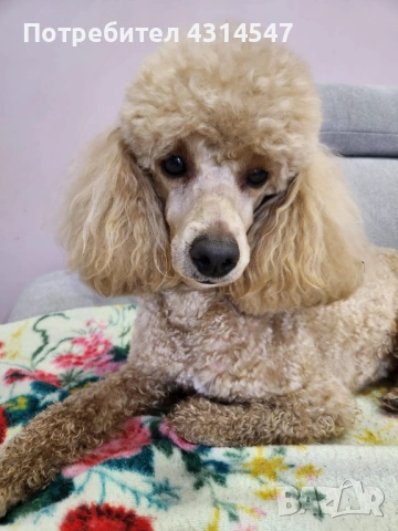 Джой Мини пудел на 4г си търси приятялка , снимка 6 - Пудели - 53590379
