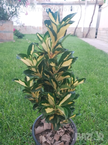 Евонимус Японика ( Euonymus Japonicus)