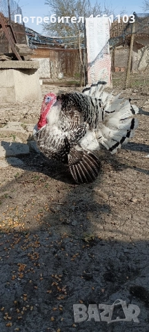 Черен петък - Пуйки и Пуяци, снимка 3 - други­ - 52416417