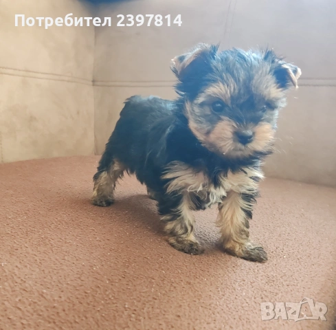 Йоркширски териер - женско , снимка 4 - Йоркширски териер - 53610267