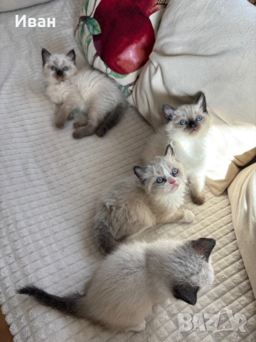 породисти котенца, снимка 6 - Британска късокосместа - 53830744