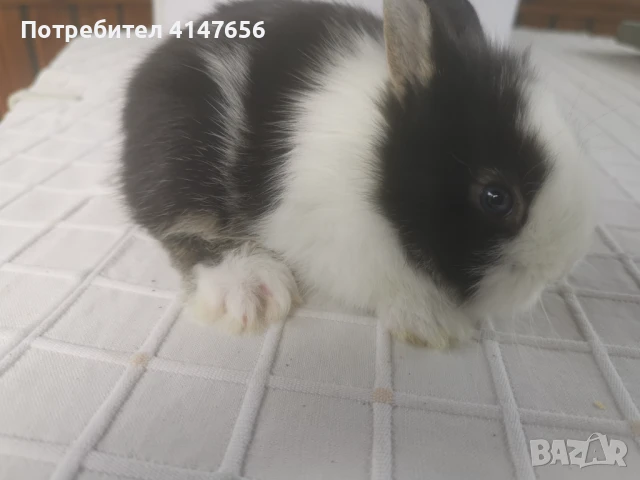 Декоративни мини зайчета, снимка 6 - Декоративни зайчета - 46431929