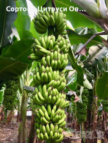 Банан Grand Nain Alata Azman Chikita Производствени Ядливи сортове, снимка 1 - Градински цветя и растения - 40714494
