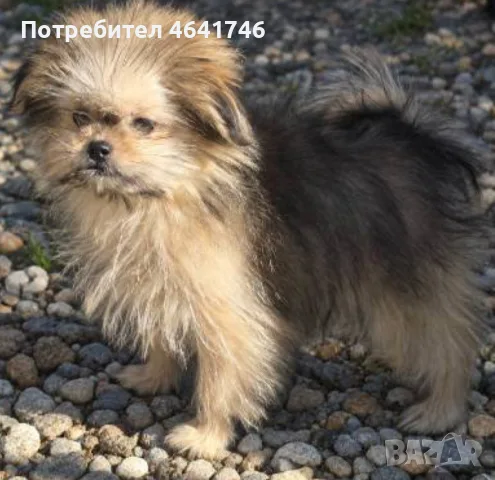 Мъжко шаранянче